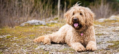Retriever doodle rescue - A complete list of all Goldendoodle rescue groups located in Oregon and across the USA! Goldendoodle dogs and puppies available for adoption near Keizer, Forest Grove, and Gresham! ... The Goldendoodle is a cross between a Golden Retriever and a Poodle and is known as being an extremely affectionate and social breed. Their friendly …